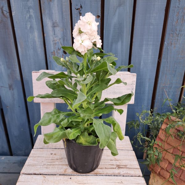 画像3: ストック　ホワイト(3.5号) (3)