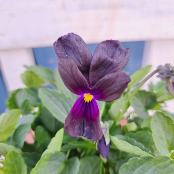 画像2: ビオラ　バニーイヤーズ（3.5号) (2)