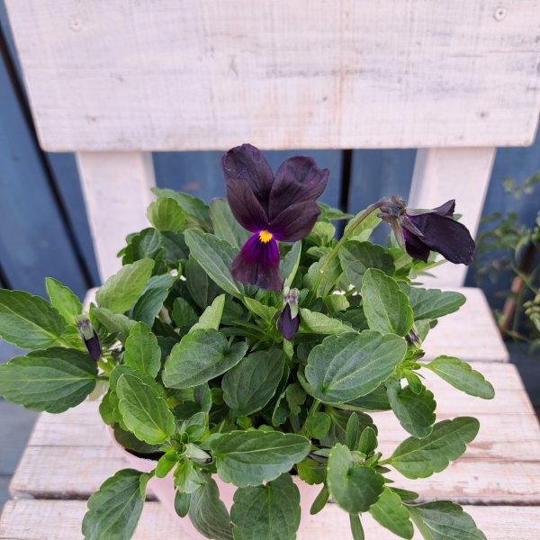 画像1: ビオラ　バニーイヤーズ（3.5号) (1)