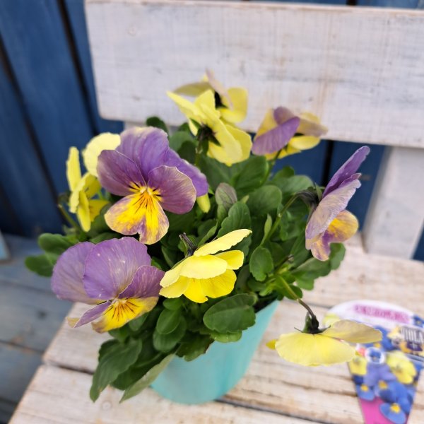 画像1: ビオラプラス　天使の誘惑（3.5号） (1)