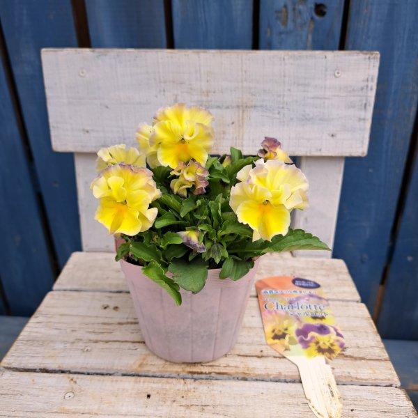 画像4: ビオラ　シャルロットB（3.5号） (4)