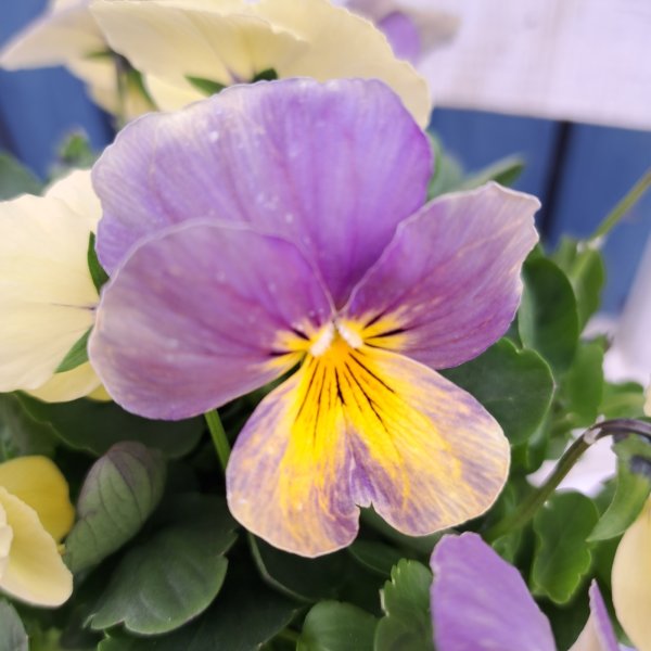 画像2: ビオラプラス　天使の誘惑（3.5号） (2)