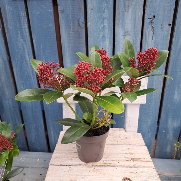 画像4: スキミア　赤　ルベラ（3.5号プラ鉢） (4)