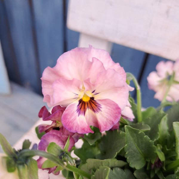 画像2: ビオラ　シャルロットC（3.5号） (2)