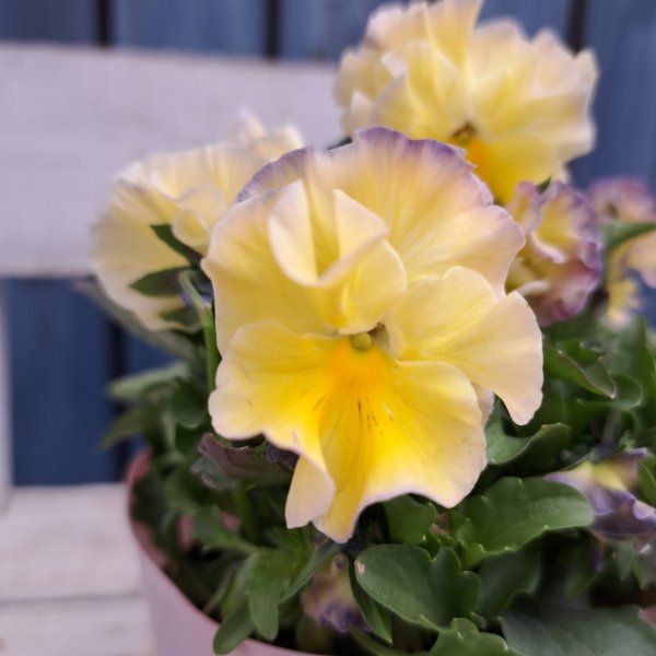 画像2: ビオラ　シャルロットB（3.5号） (2)