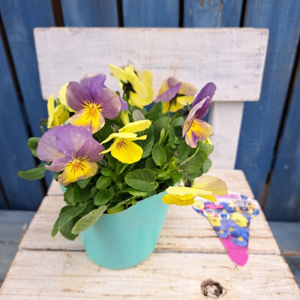 画像4: ビオラプラス　天使の誘惑（3.5号） (4)