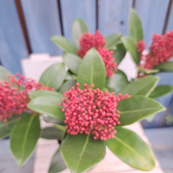 画像2: スキミア　赤　ルベラ（3.5号プラ鉢） (2)