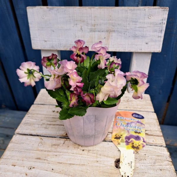 画像4: ビオラ　シャルロットC（3.5号） (4)