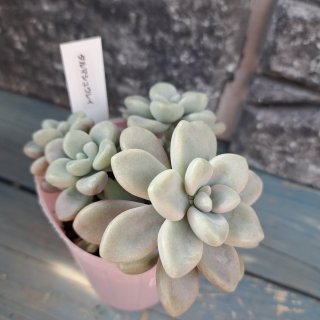 セダム・セデベリア - 球根屋さんドットコム