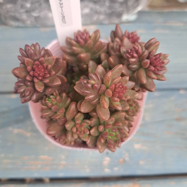 画像2: ホワイトストーンクロプ (2)