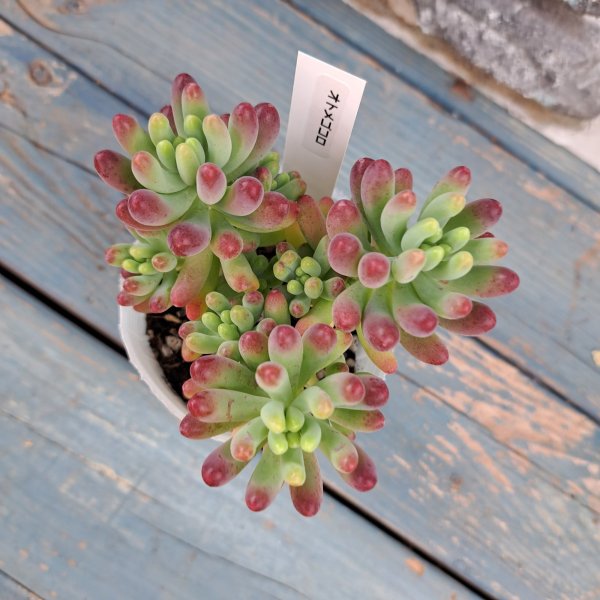 画像2: セダム　オトメゴコロ(2.5ロング) (2)