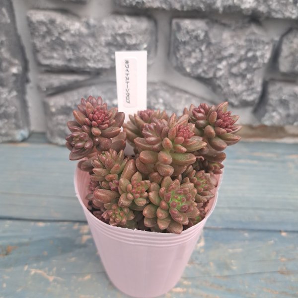 画像1: ホワイトストーンクロプ (1)