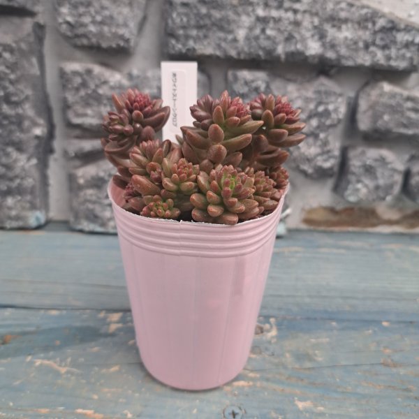 画像3: ホワイトストーンクロプ (3)