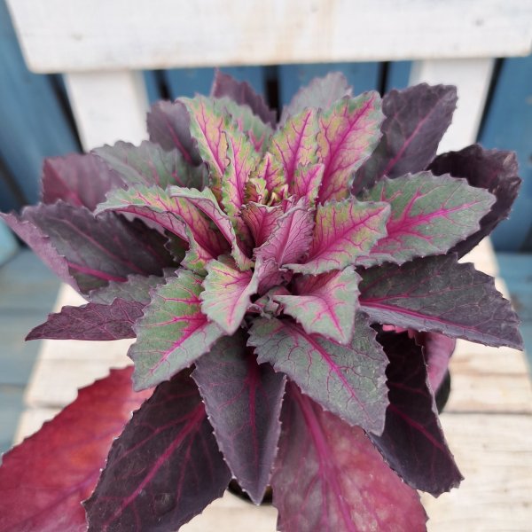 画像1: ハボタン　尖り葉　A　(3.5号） (1)