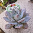 画像1: エケベリア　スアベオレンシス（2.0号） (1)