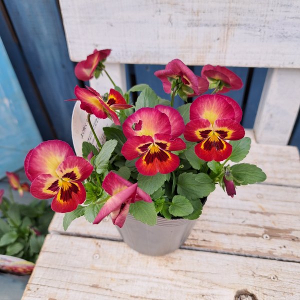 画像1: よく咲くスミレ　アップルソーダ　(3.５号) (1)