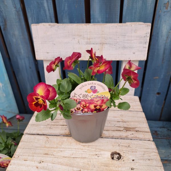 画像4: よく咲くスミレ　アップルソーダ　(3.５号) (4)