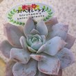 画像2: エケベリア　スアベオレンシス（2.0号） (2)