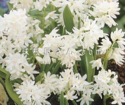 画像1: プスキニア　リバノチカ　アルバ（ホワイト）5球入り