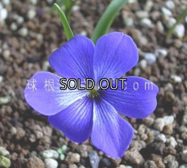 画像1: テコフィレア　シアノクロッカス　2球入り (1)