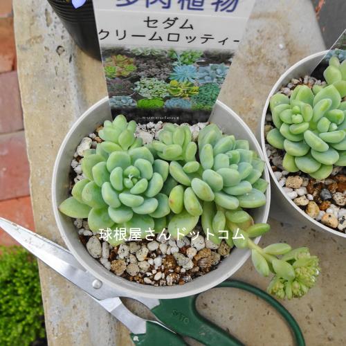 多肉植物 ロッティー クリームロッティー入荷しました