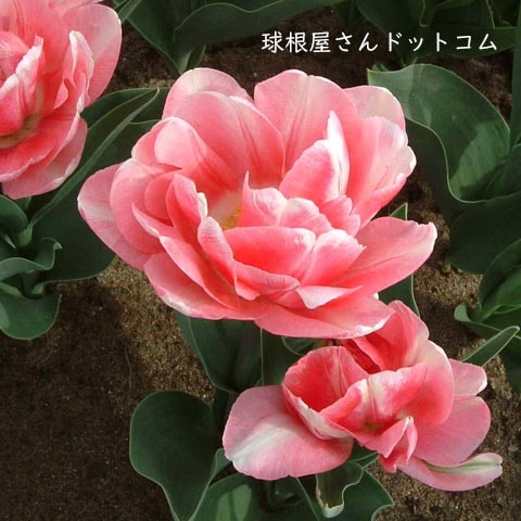 秋植え球根 アイスチューリップ 予約販売 を3種upしました