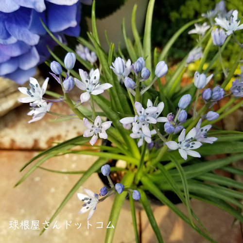 シラー ビマセア 経年株 2球入り 2 5号 球根屋さんドットコム シラー ビマセア 経年株 2球入り 2 5号 球根屋さんドットコム