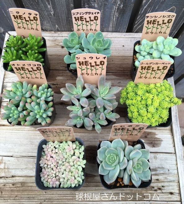 数量限定 多肉植物 ピンクセット 2 5号 8ポット 球根屋さんドットコム