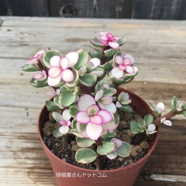 超歓迎された 多肉植物 ポーチュラカ 桃子の舞 1番 植物 観葉植物 Hlt No