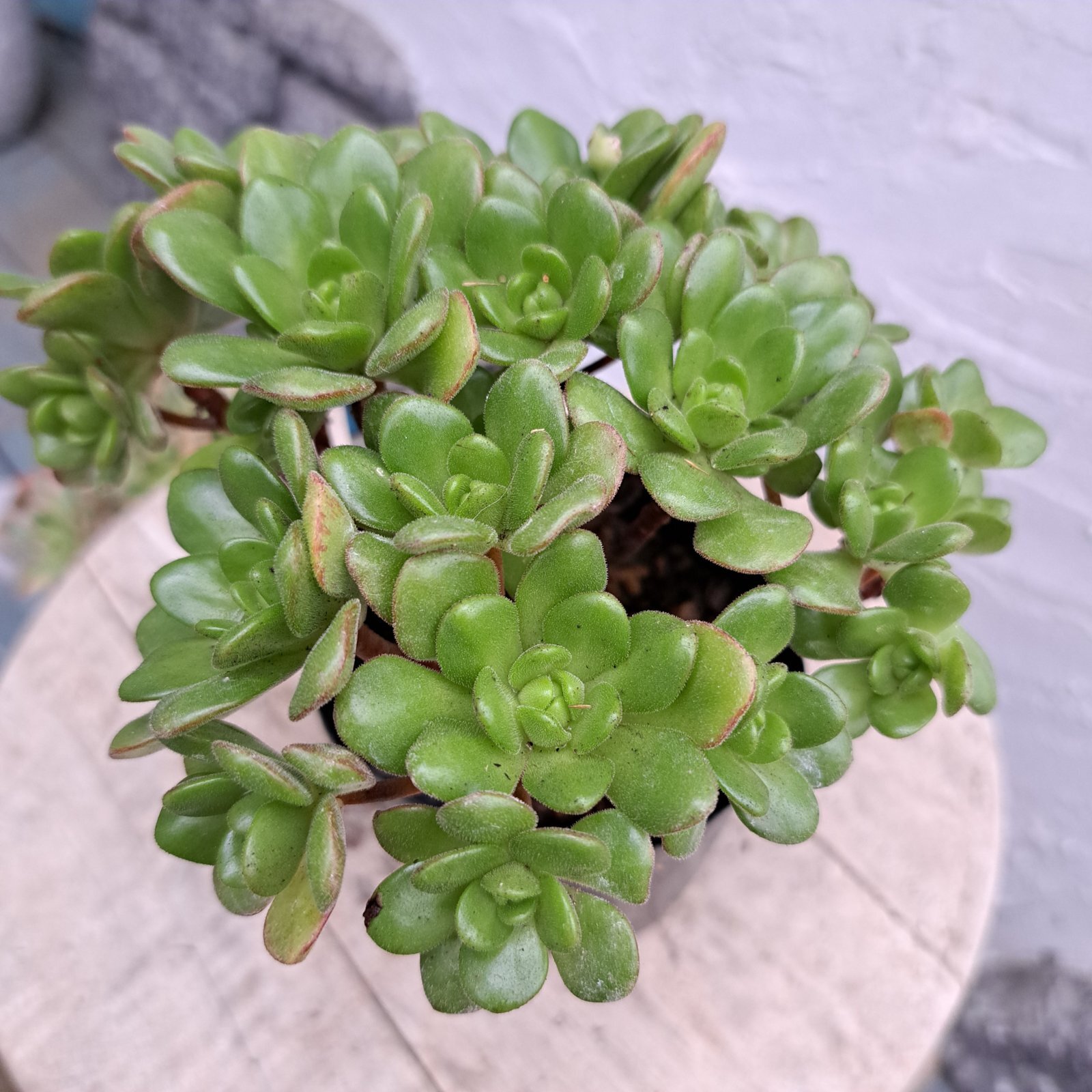 アーノルディ 多肉植物 アエオニウム アーノルディ(アエオニウム) | RuPo 多肉植物専門店